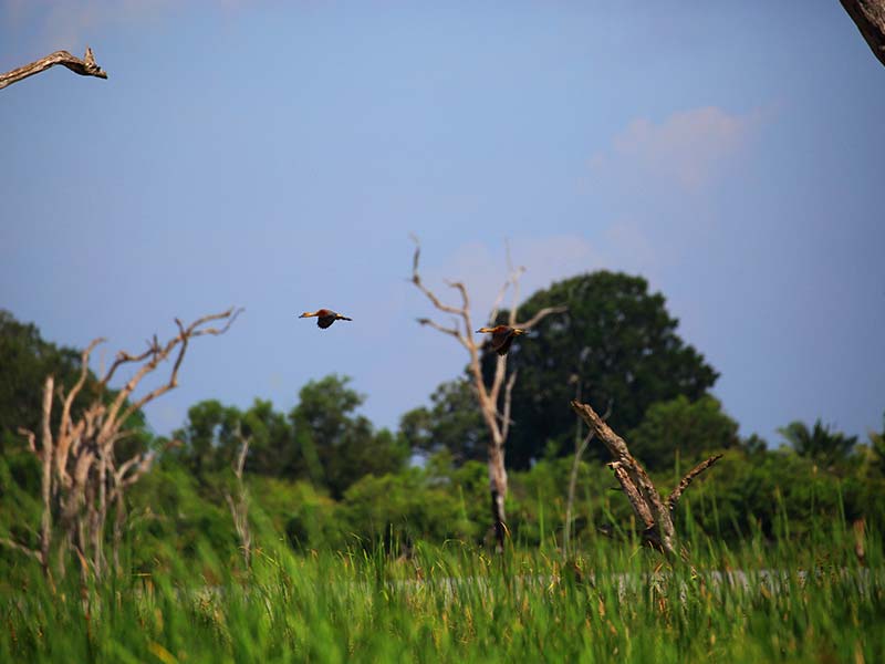 Farm Stay and Elephant watching in Sri Lanka
