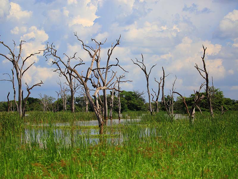 Farm Stay and Elephant watching in Sri Lanka