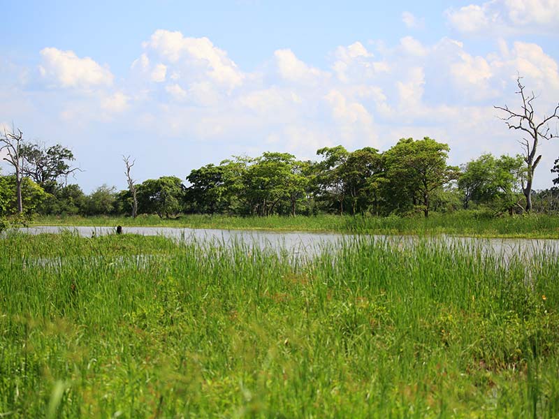 Farm Stay and Elephant watching in Sri Lanka
