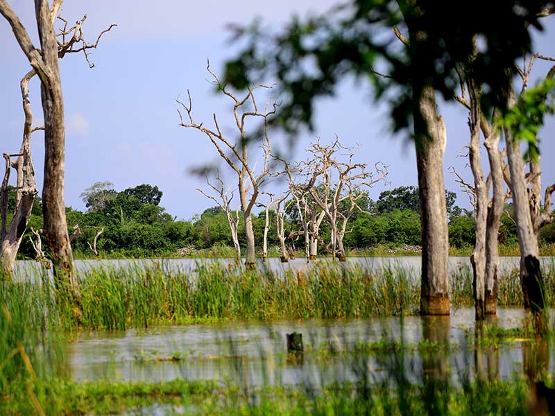 Farm Stay and Elephant watching in Sri Lanka