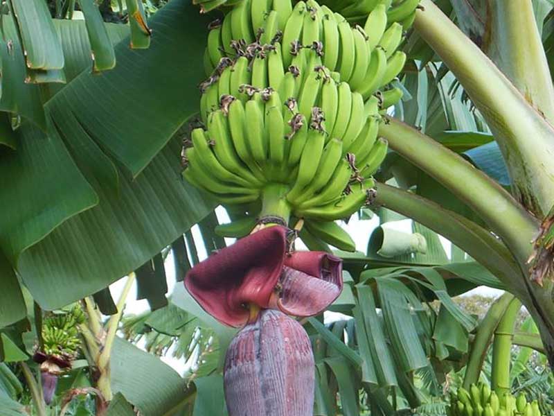 Farm Stay and Elephant watching in Sri Lanka