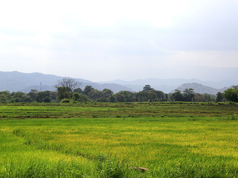 Farm Stay and Elephant watching in Sri Lanka