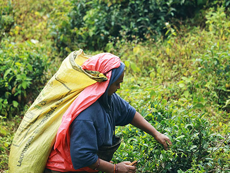 Explore a remote mountainous village in Kandy