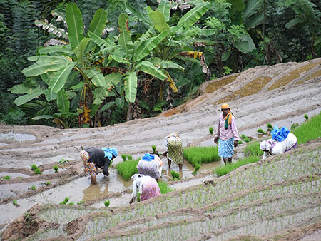 Explore a remote mountainous village in Kandy