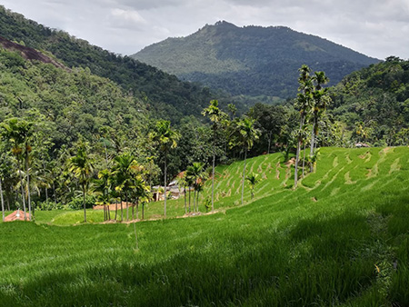 Explore a remote mountainous village in Kandy