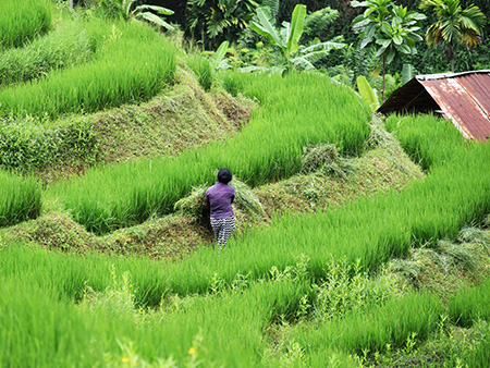 Explore a remote mountainous village in Kandy