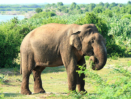Sri Lanka Bird Watching - Birds in Bundala National Park - Birding Trips in Bundala National Park Bird Watching Tours in Sri Lanka - Bird Watching in Bundala National Park - Bird Watching in Bundala - Bundala Bird Watching Trips - Birds of Sri Lanka