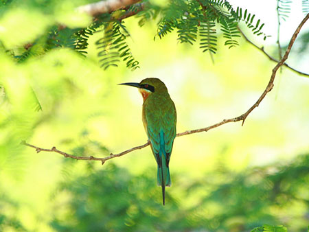 Sri Lanka Bird Watching - Birds in Bundala National Park - Birding Trips in Bundala National Park Bird Watching Tours in Sri Lanka - Bird Watching in Bundala National Park - Bird Watching in Bundala - Bundala Bird Watching Trips - Birds of Sri Lanka