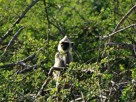 Sri Lanka Bird Watching - Birds in Bundala National Park - Birding Trips in Bundala National Park Bird Watching Tours in Sri Lanka - Bird Watching in Bundala National Park - Bird Watching in Bundala - Bundala Bird Watching Trips - Birds of Sri Lanka