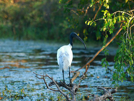 Sri Lanka Bird Watching - Birds in Bundala National Park - Birding Trips in Bundala National Park Bird Watching Tours in Sri Lanka - Bird Watching in Bundala National Park - Bird Watching in Bundala - Bundala Bird Watching Trips - Birds of Sri Lanka
