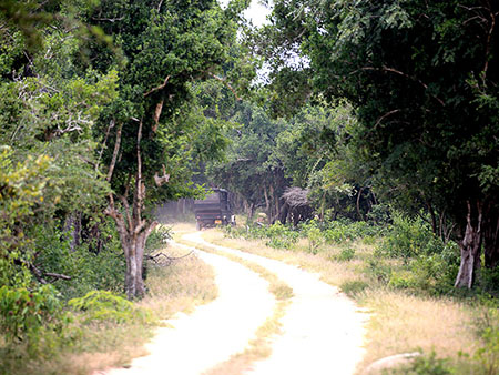 Kumana Safari Camp - Safari Camping in Kumana - Kumana Safari Camp - Safari Game Drives in Kumana - Wildlife Safaris in Kumana - Kumana Jeep Tours - Jeep Tours in Kumana National Park - Safaris in Kumana - Safari Tours in Kumana - Kumana National Park Safaris- Kumana Safari Tours in Kumana National Park - Kumana National Park information - Kumana National Park - Kumana Safari