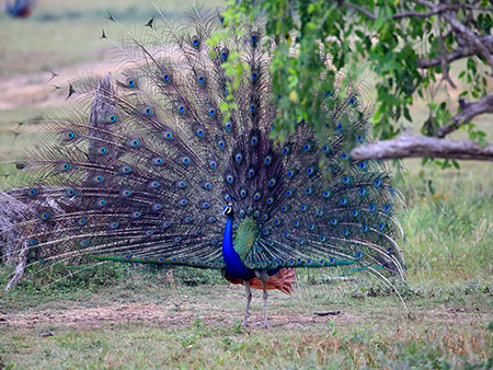 Kumana Safari Camp - Safari Camping in Kumana - Kumana Safari Camp - Safari Game Drives in Kumana - Wildlife Safaris in Kumana - Kumana Jeep Tours - Jeep Tours in Kumana National Park - Safaris in Kumana - Safari Tours in Kumana - Kumana National Park Safaris- Kumana Safari Tours in Kumana National Park - Kumana National Park information - Kumana National Park - Kumana Safari