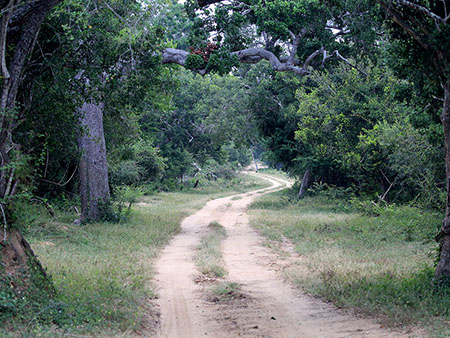 Kumana Safari Camp - Safari Camping in Kumana - Kumana Safari Camp - Safari Game Drives in Kumana - Wildlife Safaris in Kumana - Kumana Jeep Tours - Jeep Tours in Kumana National Park - Safaris in Kumana - Safari Tours in Kumana - Kumana National Park Safaris- Kumana Safari Tours in Kumana National Park - Kumana National Park information - Kumana National Park - Kumana Safari
