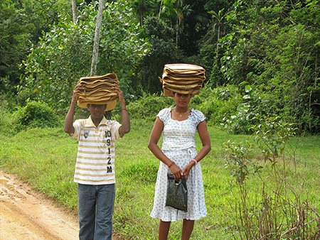 Sri Lankan's Village Life, Rain Forest Experience in Sri Lanka, Sri Lanka Home Stays, Home Stay experince in Sri Lanka, Sinharaja Rain Forest trekking, Village Experiences in Sri Lanka, Bentota