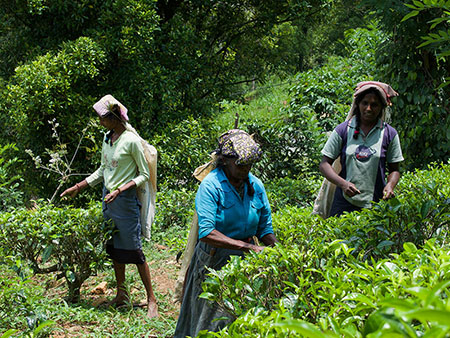 Afternoon cultural walk with a lady guide in Kandy