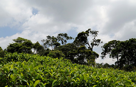 Sinharaja Rain Forest Trekking Tours - Trekking in Sinharaja Rain Forest - Rain Forest Trekking Tours in Sinharaja Rain Forest - Sinharaja Trekking - Trekking Tours to Sinharaja Rain Forest - Rain Forest Trekking trips in Sri Lanka