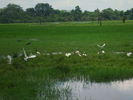 Wild Elephant Conservation in Wasgamuwa National Park