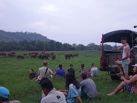 Wild Elephant Conservation in Wasgamuwa National Park