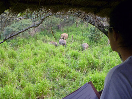 Wild Elephant Conservation in Wasgamuwa National Park
