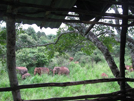 Wild Elephant Conservation in Wasgamuwa National Park