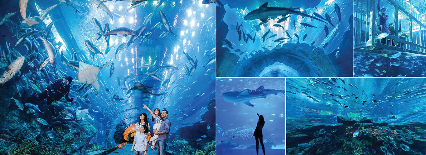 Dubai Aquarium visit