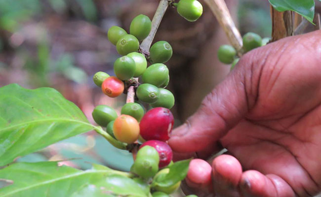 Rural Eco Tours in Sri Lanka