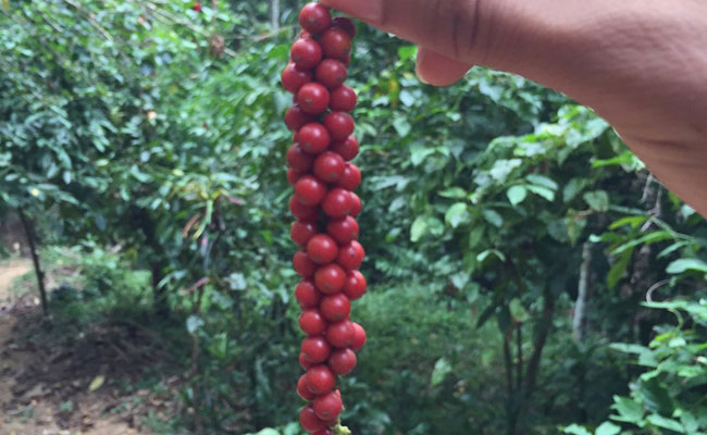 Rural Eco Tours in Sri Lanka