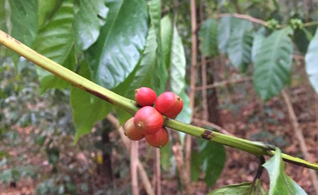 Rural Eco Tours in Sri Lanka