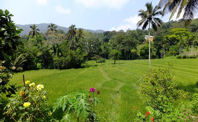 Rural Eco Tours in Sri Lanka