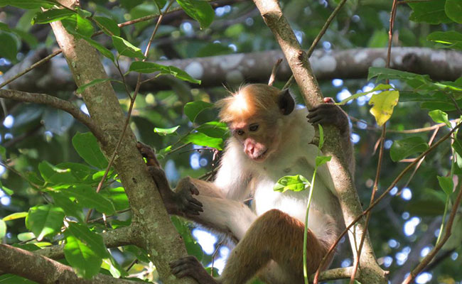 Rural Eco Tours in Sri Lanka