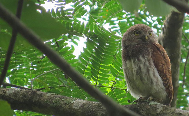 Rural Eco Tours in Sri Lanka
