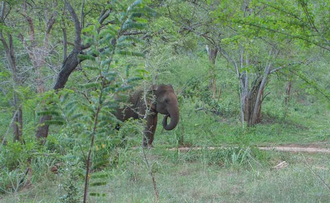 Responsible Rural Tours and Holidays in Sri Lanka