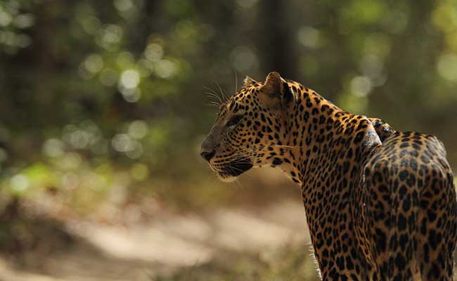 Responsible Rural Tours and Holidays in Sri Lanka