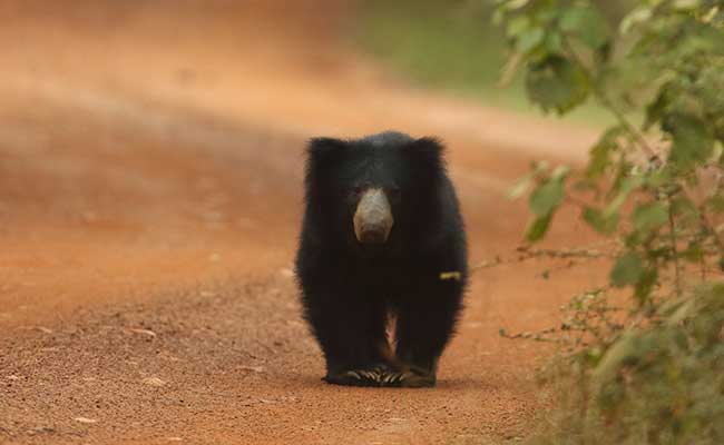 Responsible Rural Tours and Holidays in Sri Lanka