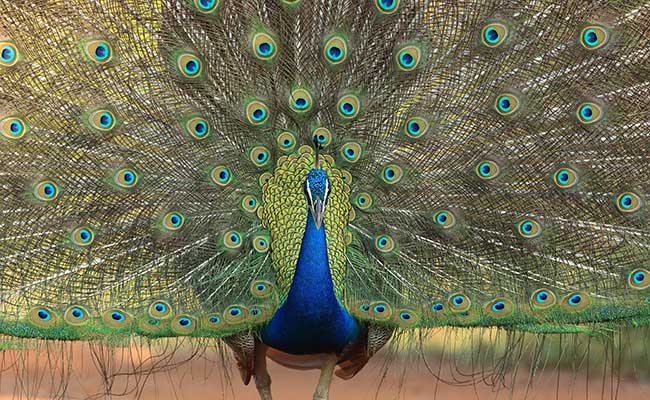 Responsible Rural Tours and Holidays in Sri Lanka