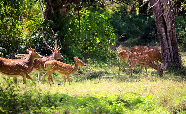 Responsible Rural Tours and Holidays in Sri Lanka