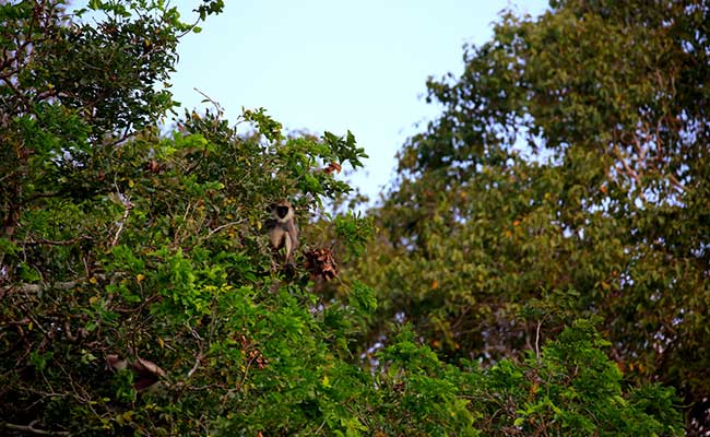 Responsible Rural Tours and Holidays in Sri Lanka