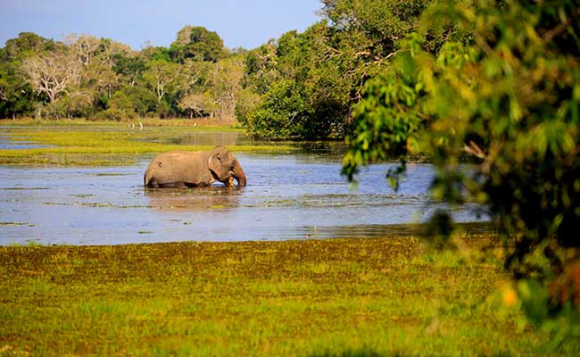 Responsible Rural Tours and Holidays in Sri Lanka
