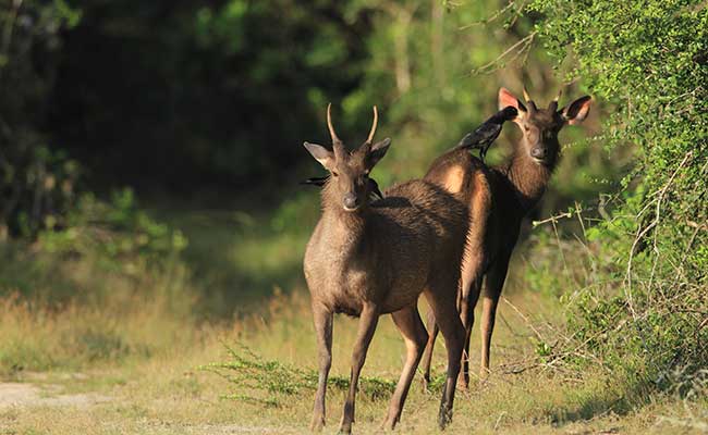 Responsible Rural Tours and Holidays in Sri Lanka