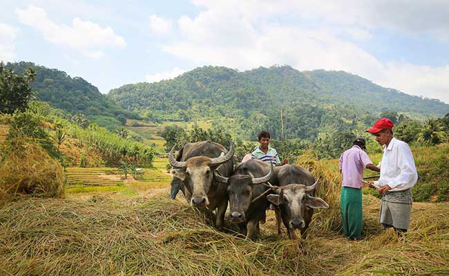 Responsible Rural Tours and Holidays in Sri Lanka