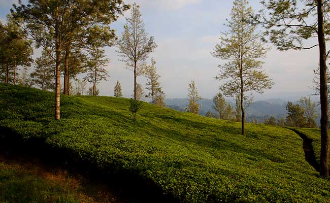 Responsible Rural Tours and Holidays in Sri Lanka