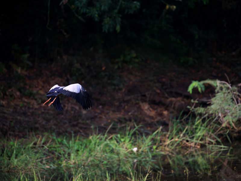 Jungle Walk in Habarana