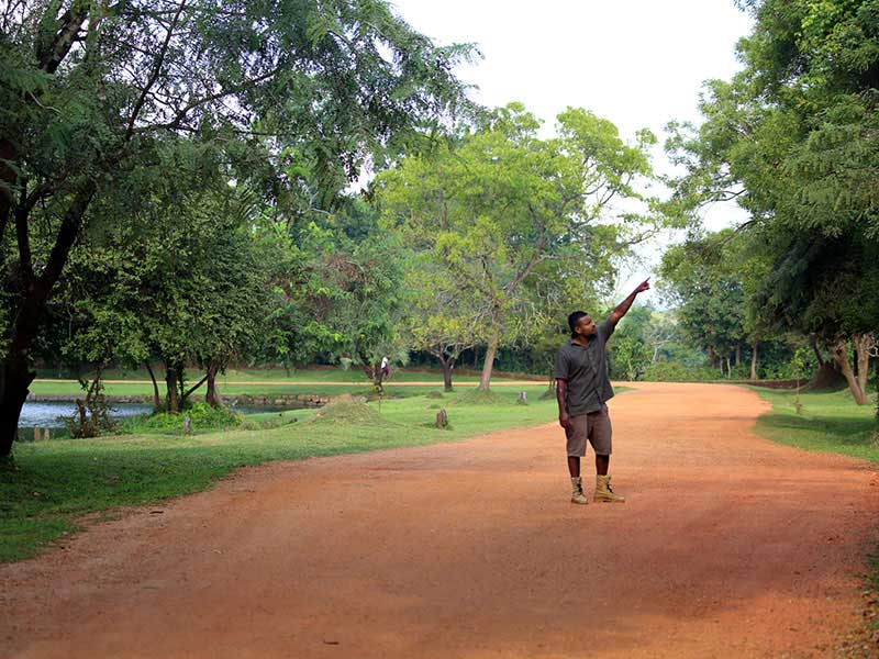 Jungle Walk in Habarana