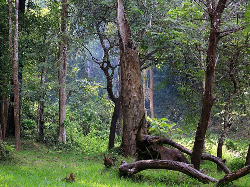 Jungle Walk in Habarana