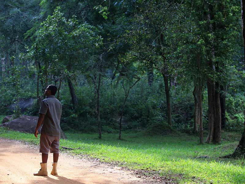 Jungle Walk in Habarana