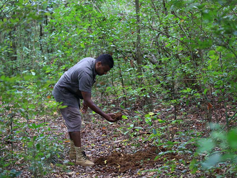 Jungle Walk in Habarana