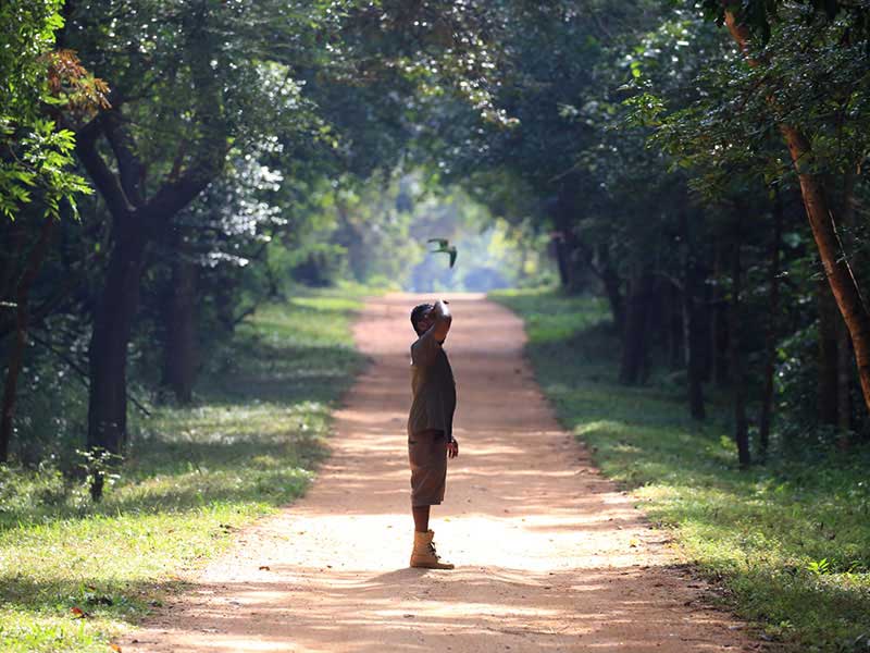 Jungle Walk in Habarana