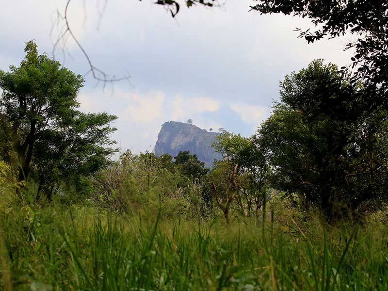 Jungle Walk in Habarana