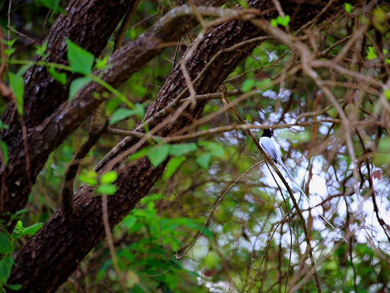 Jungle Walk in Habarana