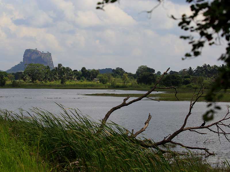 Jungle Walk in Habarana